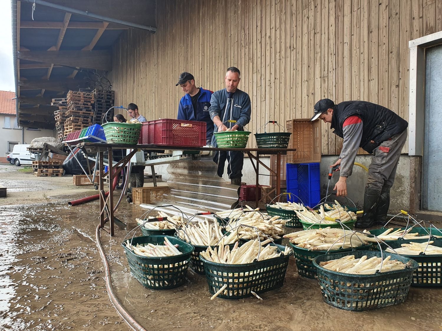 Oermingen : des asperges cultivées en famille depuis plus de 30 ans à la ferme du Strohhof