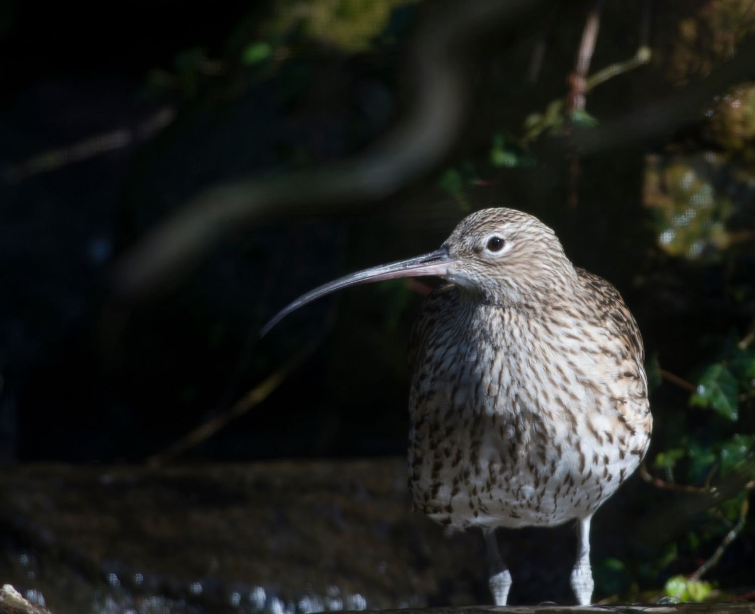 Parc Animalier de Sainte Croix : Les oiseaux à l'honneur en 2021