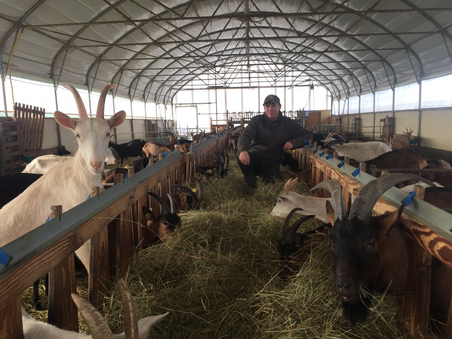 Les chèvres de Hinsbourg séduisent avec leur lait 