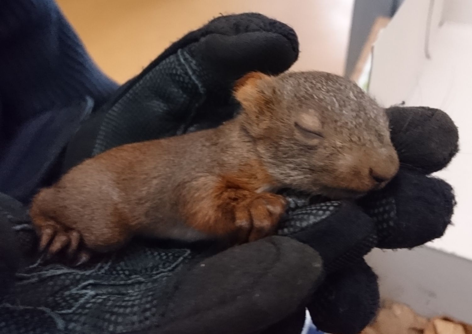 De jeunes écureuils sauvés par un promeneur …et la police en Sarre