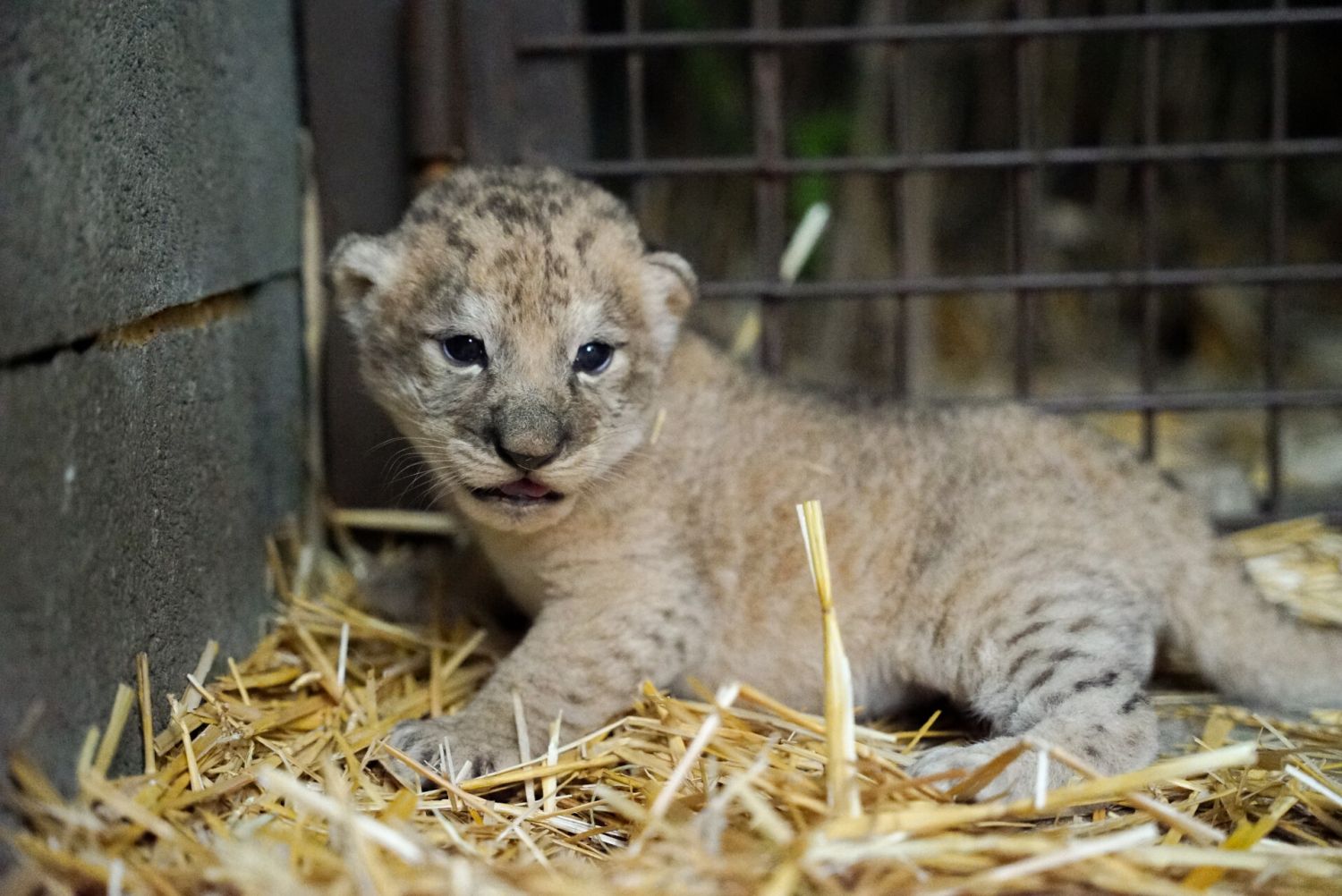 Deux lionceaux sont nés au zoo d'Amnéville
