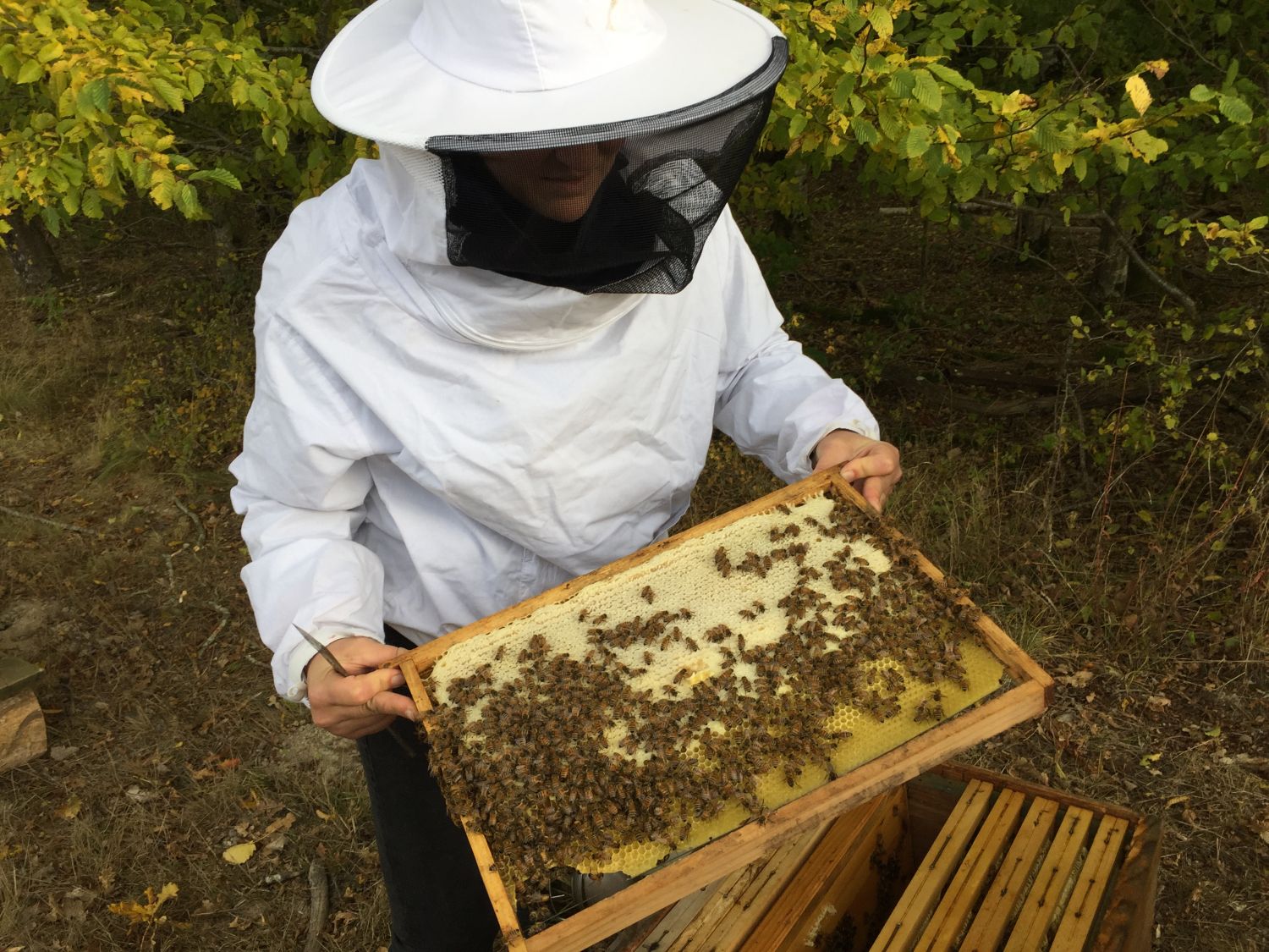 Plus de 2 millions d’abeilles sont arrivées à Rhodes en Moselle-Sud