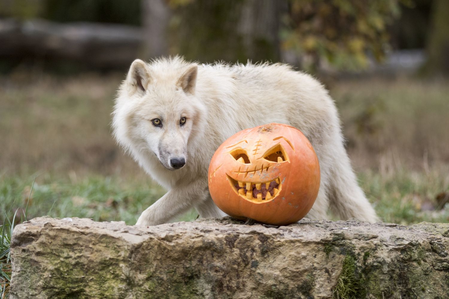 Belle fréquentation pour Halloween au parc Animalier de Sainte Croix 