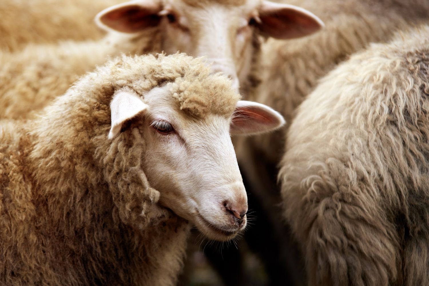 La laine, une ressource oubliée <br />
qui vaut de l'or pour la Moselle