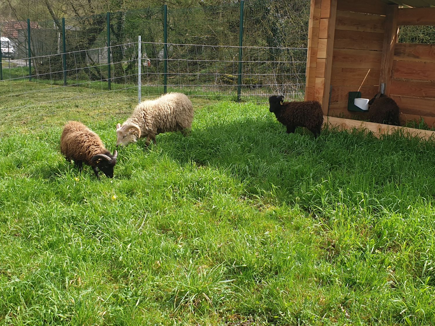 Farébersviller : une tonte écologique grâce aux moutons d’Ouessant