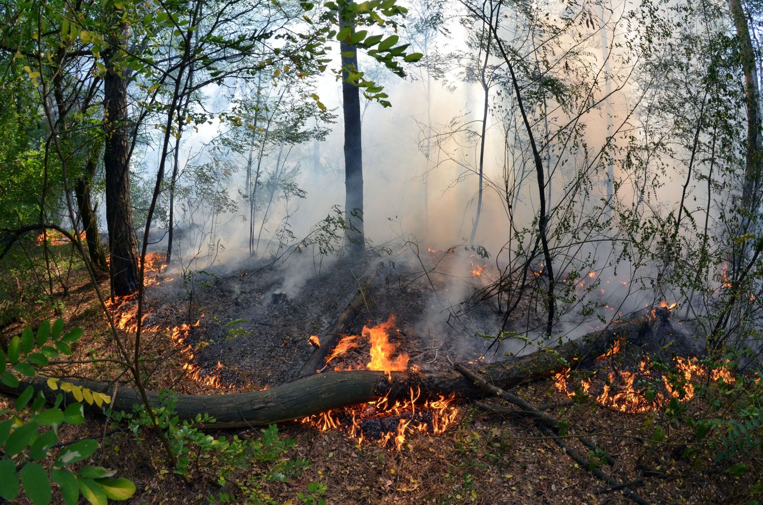 Face aux risques d’incendies, la préfecture du Bas-Rhin interdit l’accès à plusieurs forêts