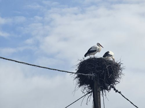 Newsfeed picture