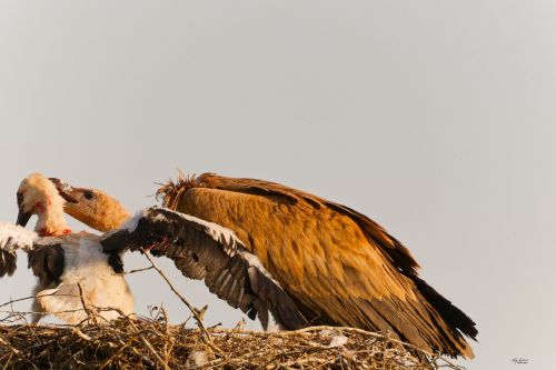 Newsfeed picture
