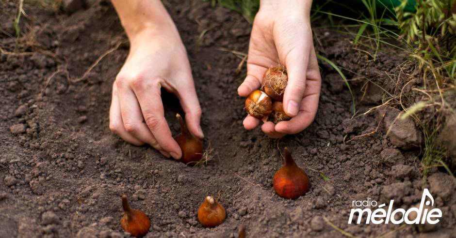 Quand mettre les bulbes en terre ?